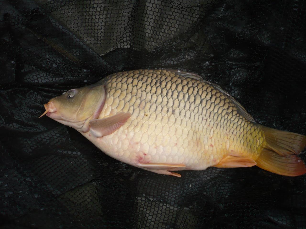 MV 2 - 12.NOI.2014 - p1020944.JPG